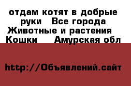 отдам котят в добрые руки - Все города Животные и растения » Кошки   . Амурская обл.